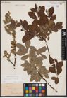 Foto von Salix aurita L. x Salix caprea L.